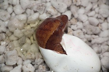 #CorrelophusCiliatus #CrestedGecko #GekonOrzęsiony #hatchling #Kronengecko #młody #pinstripe #RhacodactylusCiliatus #young