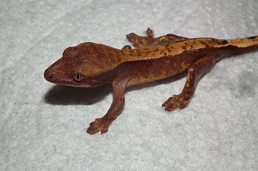 #CorrelophusCiliatus #CrestedGecko #GekonOrzęsiony #hatchling #Kronengecko #młody #pinstripe #RhacodactylusCiliatus #young