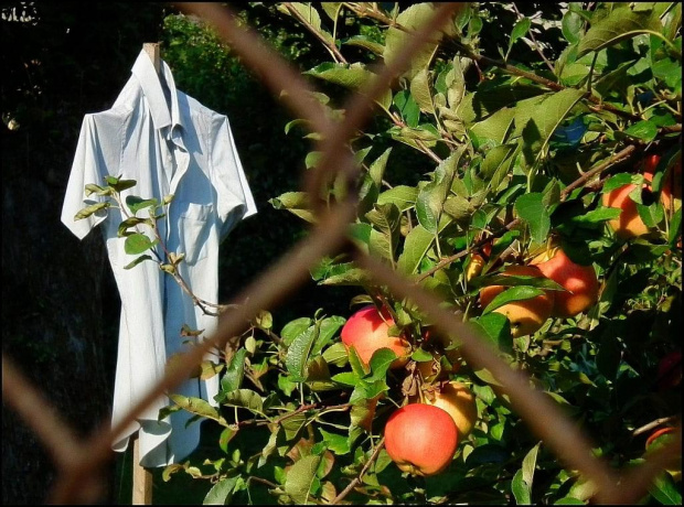 Wrzesień...Kwiczoły już wypatrzyły jabłka i czekają by dojrzały...a z tego stracha śmieją się do łez...