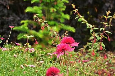 Ogród w Radkowie #byliny #grochowscy #ogród #radków