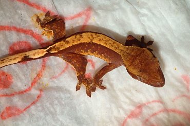 #CorrelophusCiliatus #CrestedGecko #GekonOrzęsiony #hatchling #Kronengecko #młody #RhacodactylusCiliatus #young