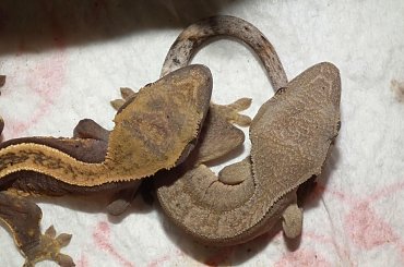 #CorrelophusCiliatus #CrestedGecko #GekonOrzęsiony #hatchling #Kronengecko #młody #RhacodactylusCiliatus #young