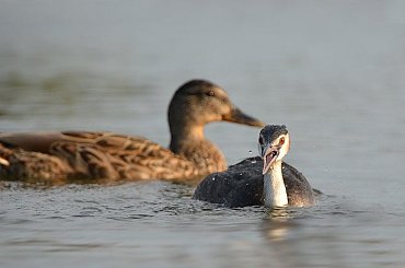 Jak widać kaczki też można się wystraszyć ... #PerkozDwuczuby