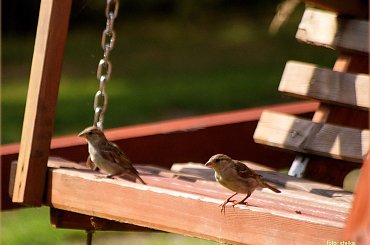 na huśtawce ... :)) #NaWsi #ptaki #wróble