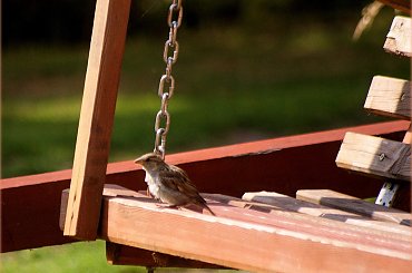 na huśtawce ... :)) #NaWsi #ptaki #wróble