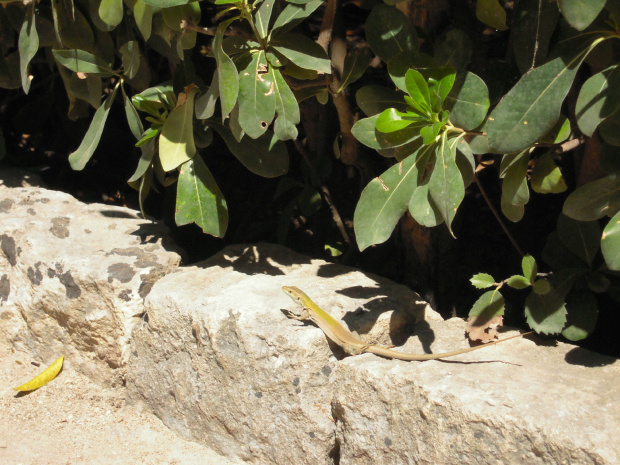 Park archeologiczny Neapolis - wszechobecne jaszczurki #Sycylia #Syrakuzy