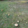 Wysyp grzybów #maślaki #muchomory