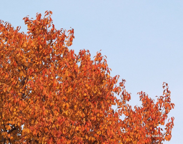 jesienne migawki ... #jesień #WParku #drzewa #klon #liście