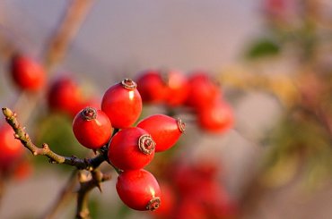 jesienne migawki ... #jesień #WPolu #PrzyDrodze #DzikaRóża #owoce