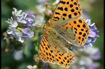 Dedykacja dla Janka - Szmaragd7. Dostojka Latonia - bardzo mi się spodobała ta nazwa :)) #DostojkaLatonia #motyl #łąka