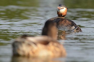 Dedykacja dla Violi - Amyw - Perkoz Januszek :))))) #PerkozDwuczuby
