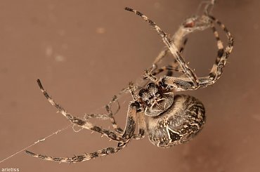 Monster... #arietiss #fauna #makro #natura #owady #pająk