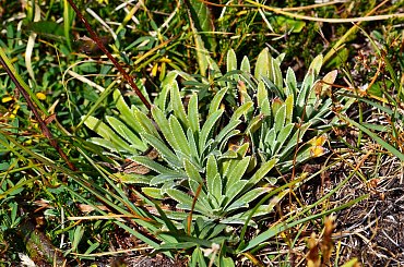 #Góry #Hotel #PołudniowyTyrol #schronisko #szarotka #Świstak #Trafoi #Włochy