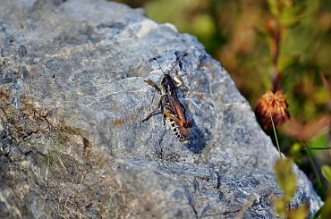 #Góry #Hotel #PołudniowyTyrol #schronisko #szarotka #Świstak #Trafoi #Włochy
