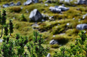 #Góry #Hotel #PołudniowyTyrol #schronisko #szarotka #Świstak #Trafoi #Włochy