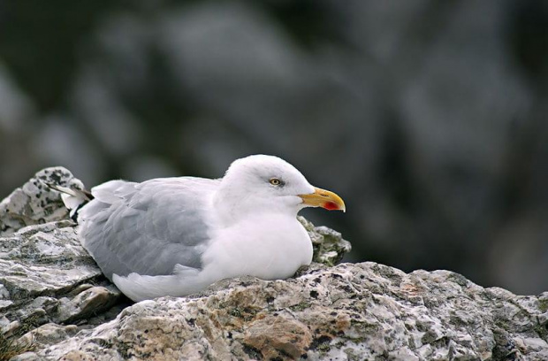 Pointe de Penhir