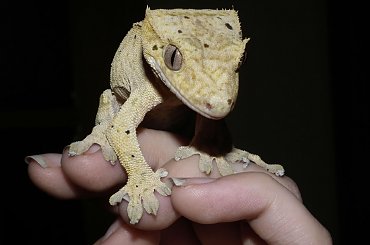 #CorrelophusCiliatus #CrestedGecko #forest #GekonOrzęsiony #Kronengecko #natural #rain #RhacodactylusCiliatus #terrarium #tropic #tropical