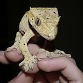 #CorrelophusCiliatus #CrestedGecko #forest #GekonOrzęsiony #Kronengecko #natural #rain #RhacodactylusCiliatus #terrarium #tropic #tropical