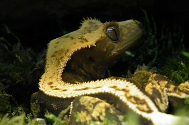 #CorrelophusCiliatus #CrestedGecko #forest #GekonOrzęsiony #Kronengecko #natural #rain #RhacodactylusCiliatus #terrarium #tropic #tropical