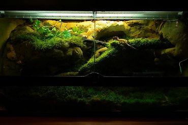 #CorrelophusCiliatus #CrestedGecko #forest #GekonOrzęsiony #Kronengecko #natural #rain #RhacodactylusCiliatus #terrarium #tropic #tropical