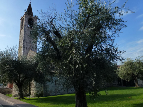oliwki #Garda #Góry #jezioro #LagoDiGarda #północne #Włochy