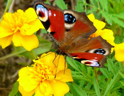 Cerekwica, rusałka pawik na aksamitkach. #motyle #kwiaty