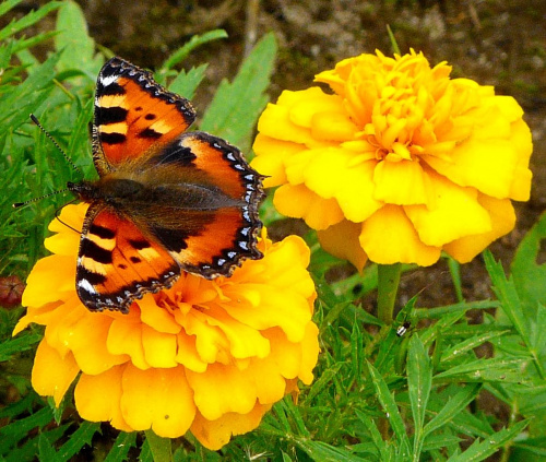 Cerekwica, rusałka pokrzywnik na aksamitkach. #kwiaty #motyle