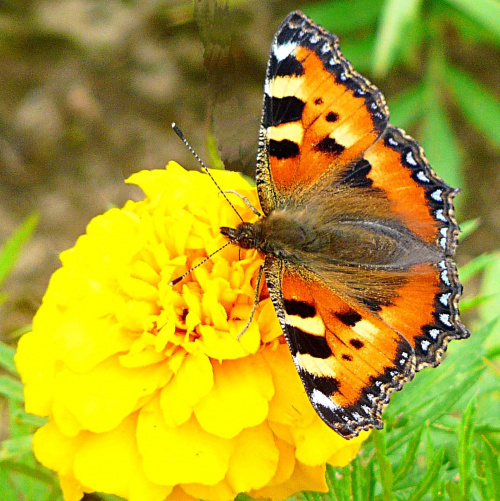 Cerekwica, rusałka pokrzywnik. #kwiaty #motyle