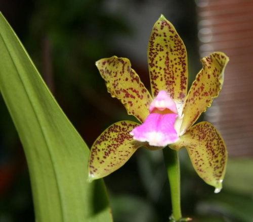 Cattleya bicolor var. Minasgeraiense Verde