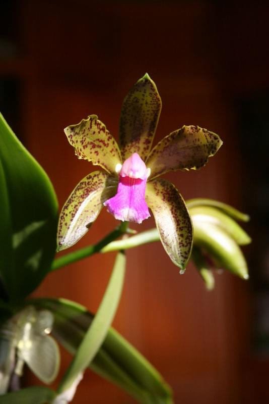 Cattleya bicolor var. Minasgeraiense Verde