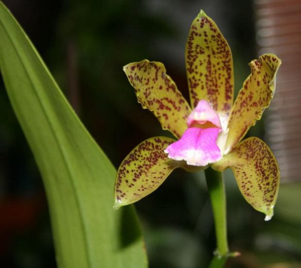 Cattleya bicolor var. Minasgeraiense Verde