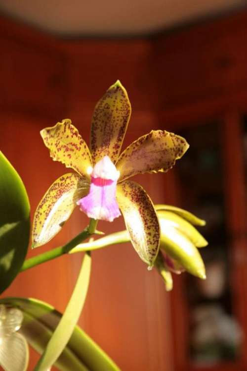 Cattleya bicolor var. Minasgeraiense Verde