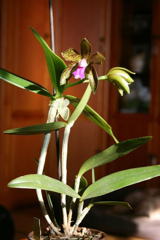 Cattleya bicolor var. Minasgeraiense Verde