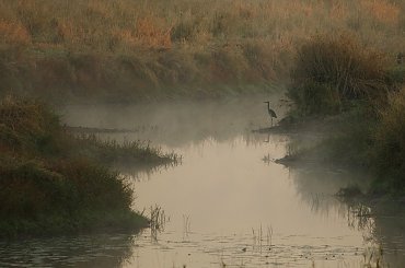 #łąki #natura #Odra #Ranek #rzeka