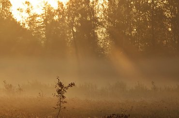 #jesień #mgła #natura #ranek