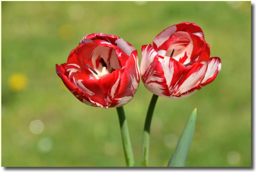 Tulipany