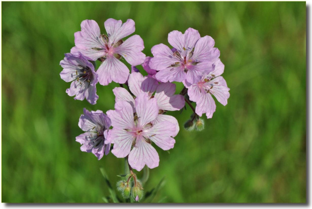 Geranium