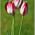 Tulipany