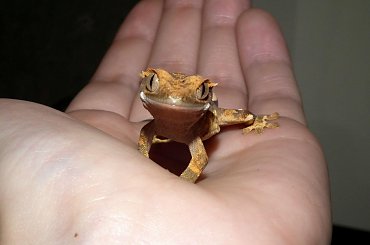 #CorrelophusCiliatus #CrestedGecko #GekonOrzęsiony #hatchling #Kronengecko #młody #RhacodactylusCiliatus #young
