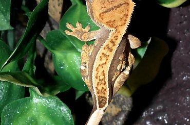 #CorrelophusCiliatus #CrestedGecko #GekonOrzęsiony #hatchling #Kronengecko #młody #RhacodactylusCiliatus #young