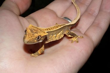 #CorrelophusCiliatus #CrestedGecko #GekonOrzęsiony #hatchling #Kronengecko #młody #RhacodactylusCiliatus #young