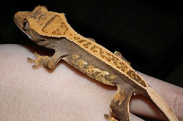 #CorrelophusCiliatus #CrestedGecko #GekonOrzęsiony #hatchling #Kronengecko #młody #RhacodactylusCiliatus #young