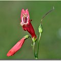 Penstemon