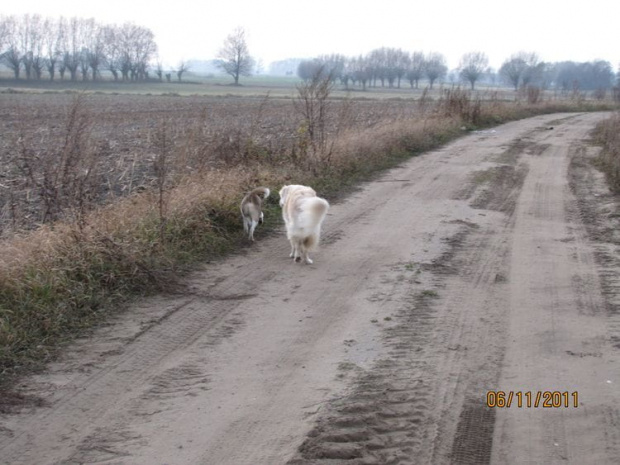 tu je lepiej widać bo idą a nie biegną