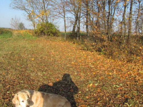 dochodząc do drogi widzimy kolejny dywan w pieknych barwach polskiej jesieni