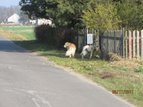 i popędziła do domku