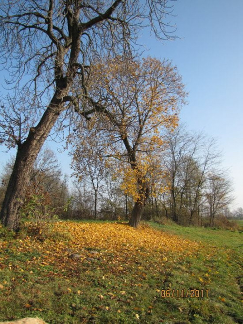 wyszliśmy z parku a tu niespodzianka - jeszcze niedawno zielony klon zaczął gubić liście