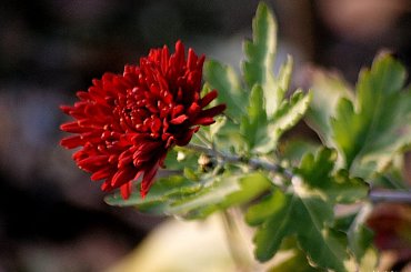 ... jeszczcze cieszą oczy ... :)) #jesień #kwiaty #ogród #chryzantemy