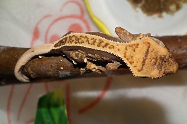 #CorrelophusCiliatus #CrestedGecko #GekonOrzęsiony #hatchling #Kronengecko #młody #RhacodactylusCiliatus #young