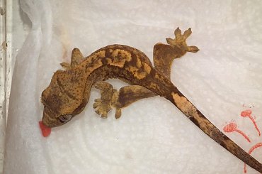 #CorrelophusCiliatus #CrestedGecko #GekonOrzęsiony #hatchling #Kronengecko #młody #RhacodactylusCiliatus #young